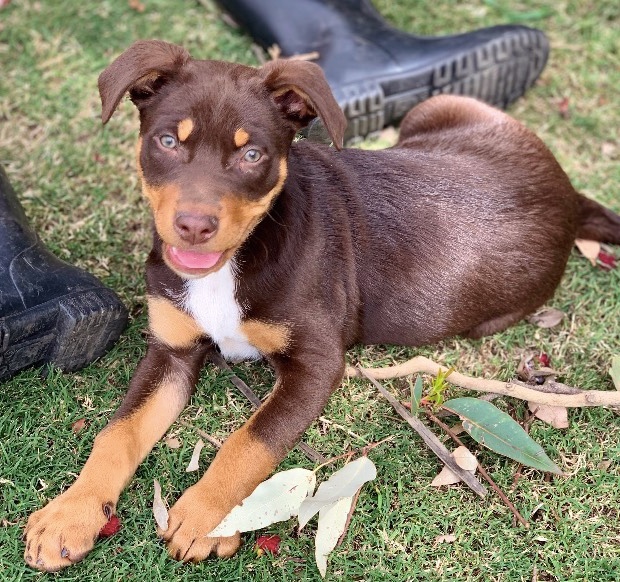 Kelpie Pup Farm Tender